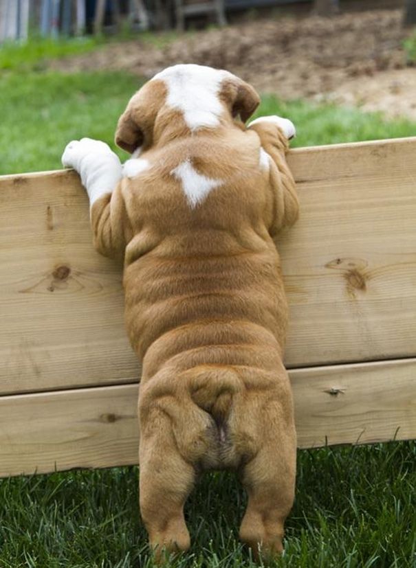 a brown and white dog laying on top of a wooden bench with it's head over the fence