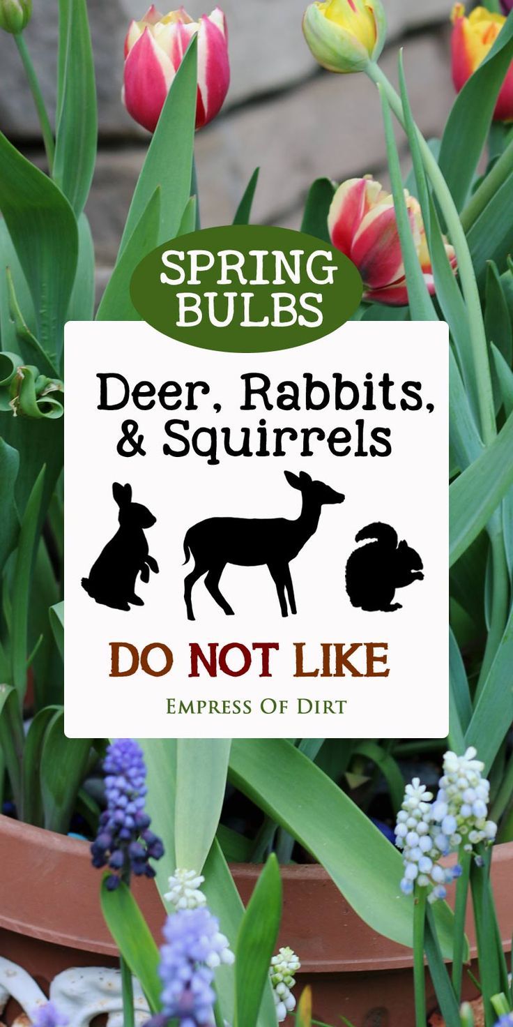 a sign that says spring bulbs, deer rabbits and squirrels do not like the flowers