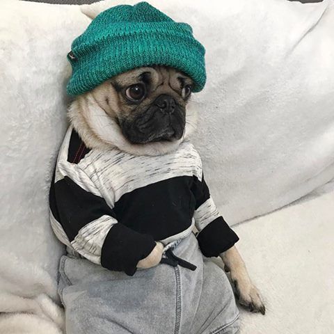 a small pug dog wearing a green hat and sweater sitting on a white couch