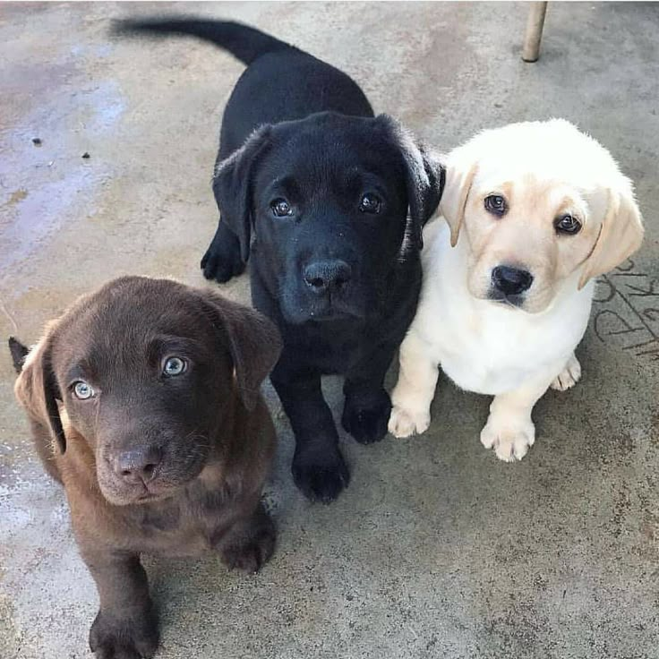 three puppies are sitting next to each other