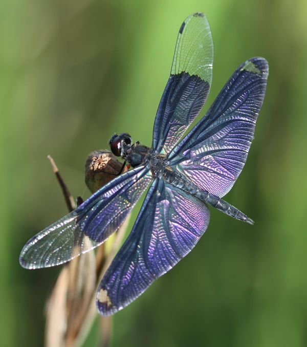 a blue dragonfly sitting on top of a plant