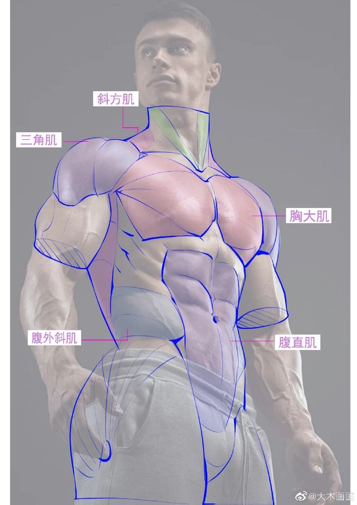 an image of a man's back with muscles labeled in chinese and english text