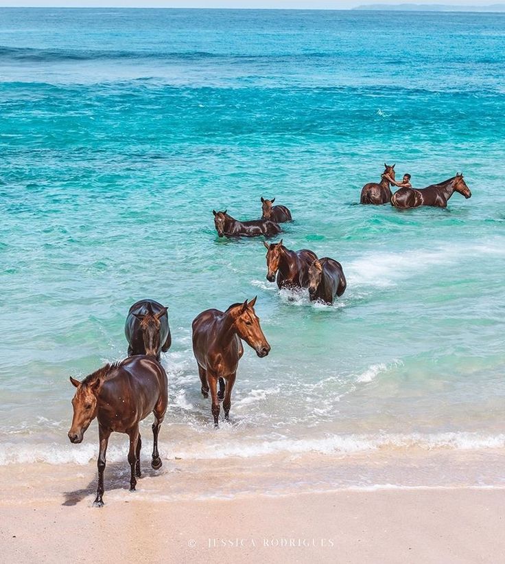 several horses are running in the water at the beach