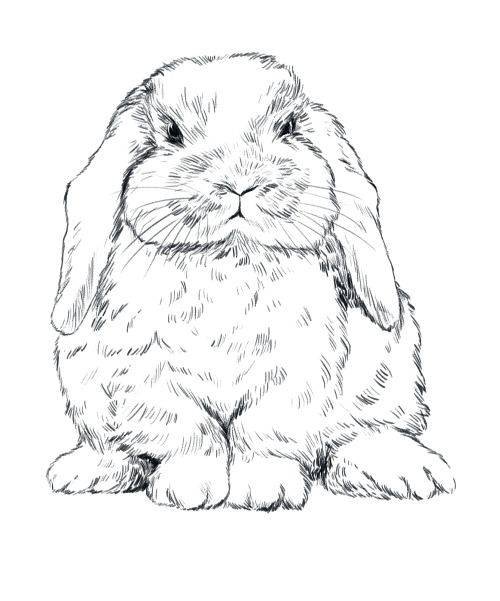 a black and white drawing of a rabbit sitting on the ground with its eyes closed