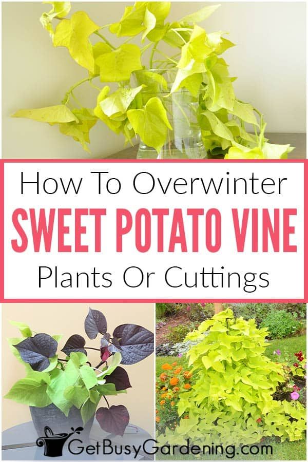 how to overwinter sweet potato vine plants or cuttings