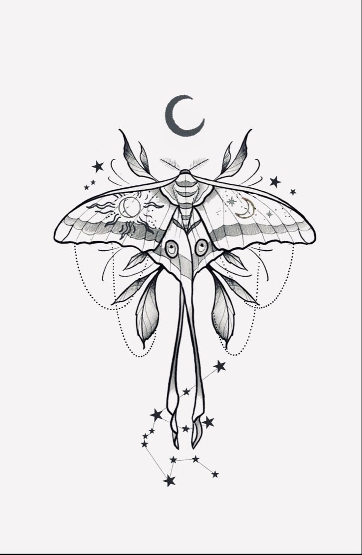 a black and white drawing of a moth with stars on it's back side