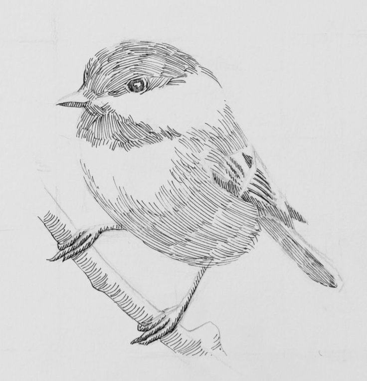 a pencil drawing of a bird sitting on a branch