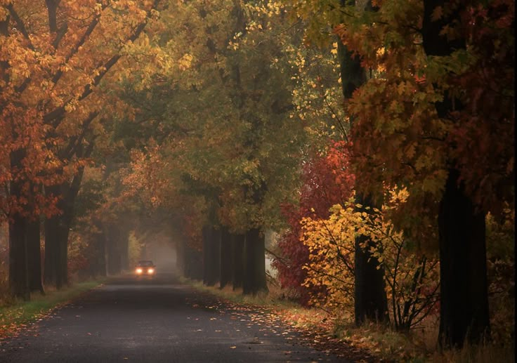 an empty road surrounded by trees with yellow and red leaves on the ground in front of it