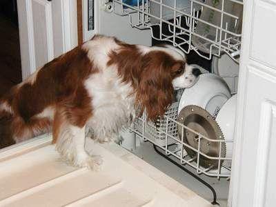 a brown and white dog standing in front of a dishwasher filled with dishes