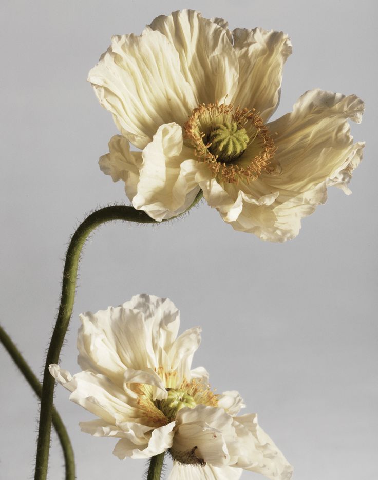 three white flowers are in a vase against a gray background