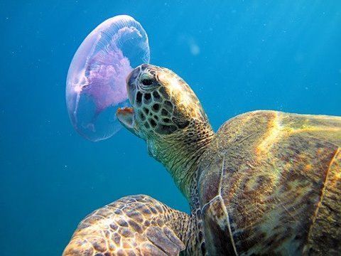 a sea turtle with jellyfish in its mouth and caption that reads, did you know sea turtles eat jellyfish? here's an amazing photo showing just that