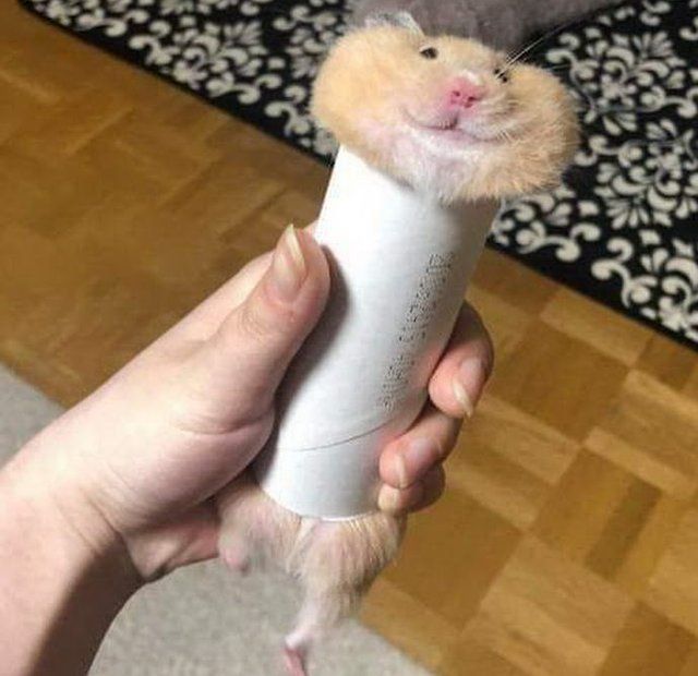 a hamster is holding a tube in it's mouth