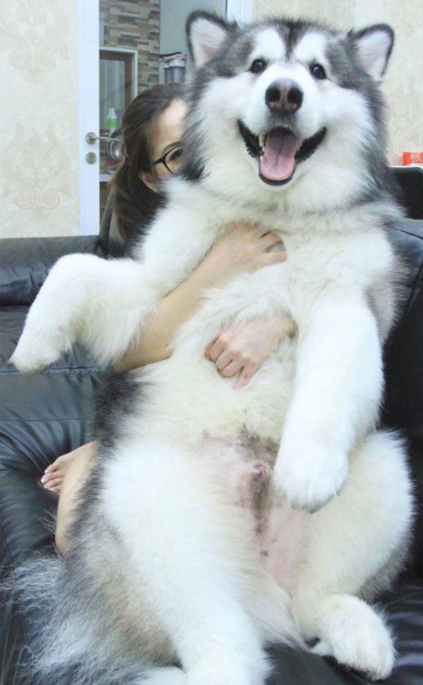 a woman sitting on top of a black leather couch holding a large white and gray dog