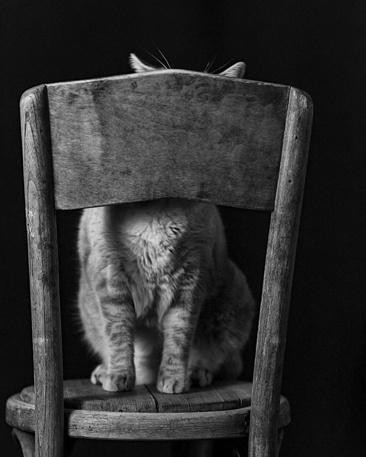 a cat sitting on top of a wooden chair