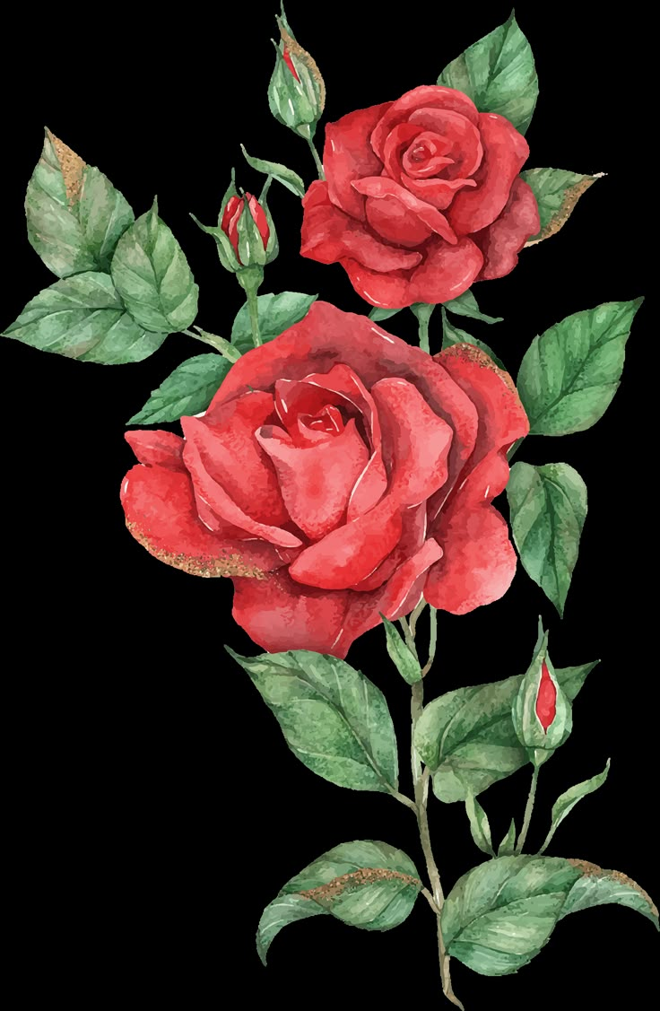 two red roses with green leaves and buds on a white background, painted in watercolor