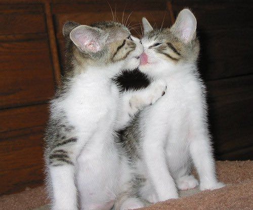 two kittens playing with each other on the floor