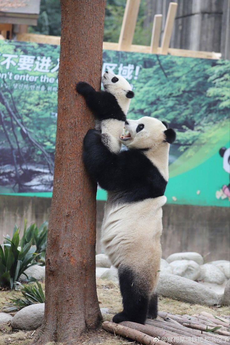 two pandas are playing with each other near a tree in an enclosure at the zoo