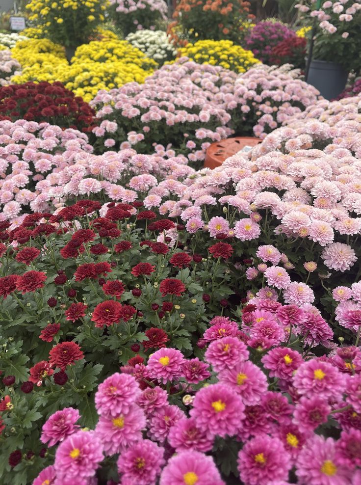 many different types of flowers in the garden