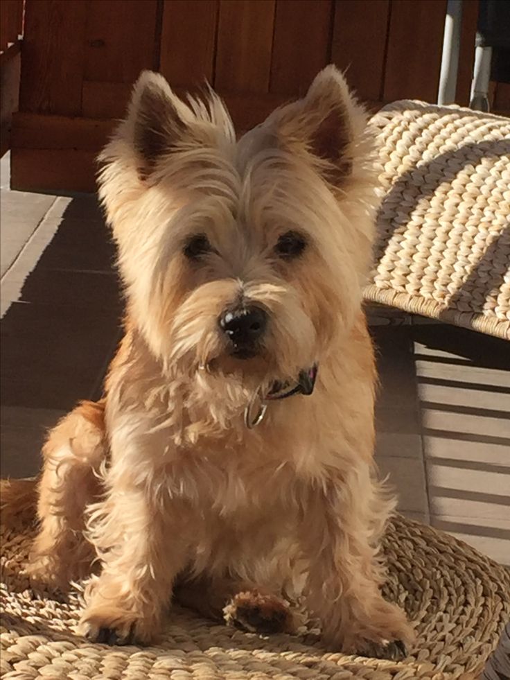 a small white dog sitting on top of a wicker chair