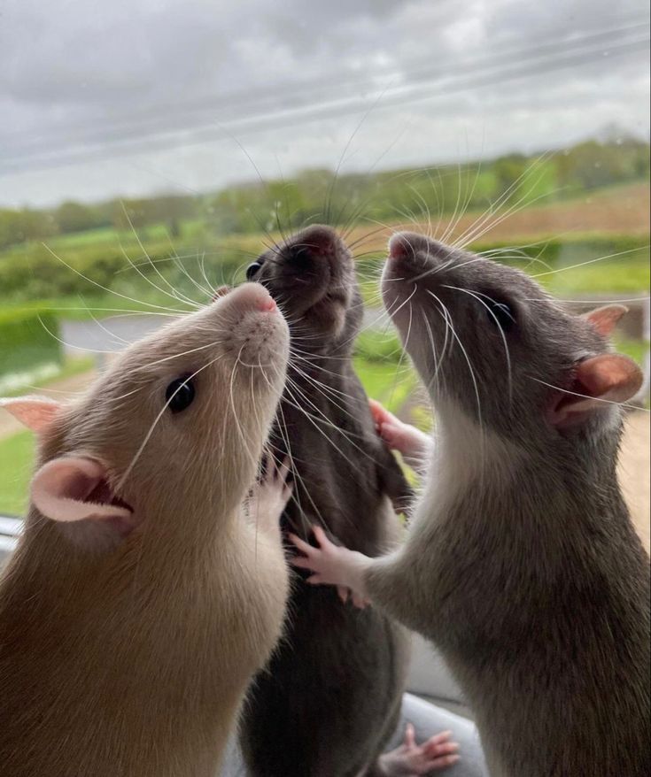 two ratty mice are looking out the window