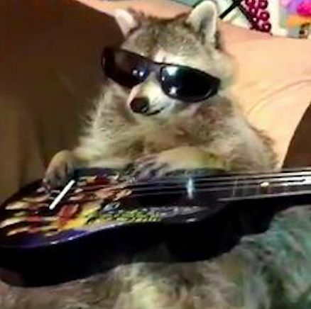 a raccoon wearing sunglasses and holding a guitar