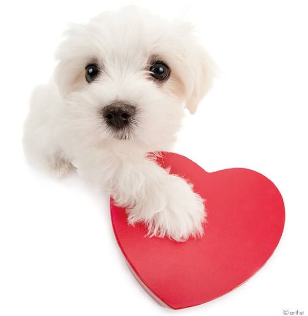 a small white dog holding a red heart