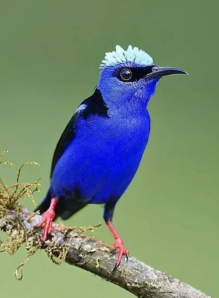 a blue bird sitting on top of a tree branch