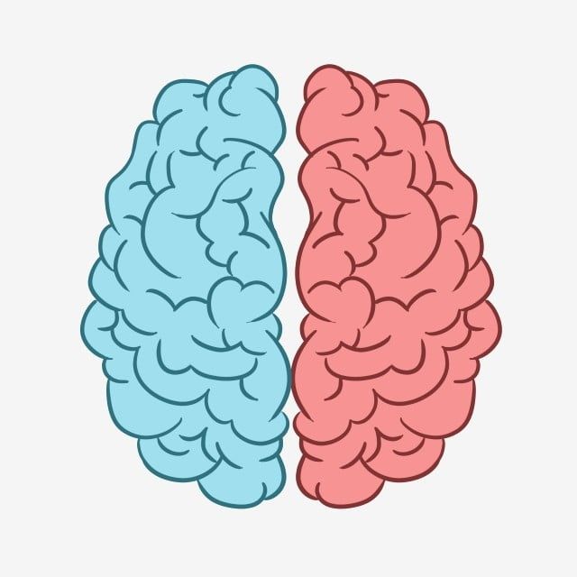 two colored brain halves side by side, one is pink and the other is blue