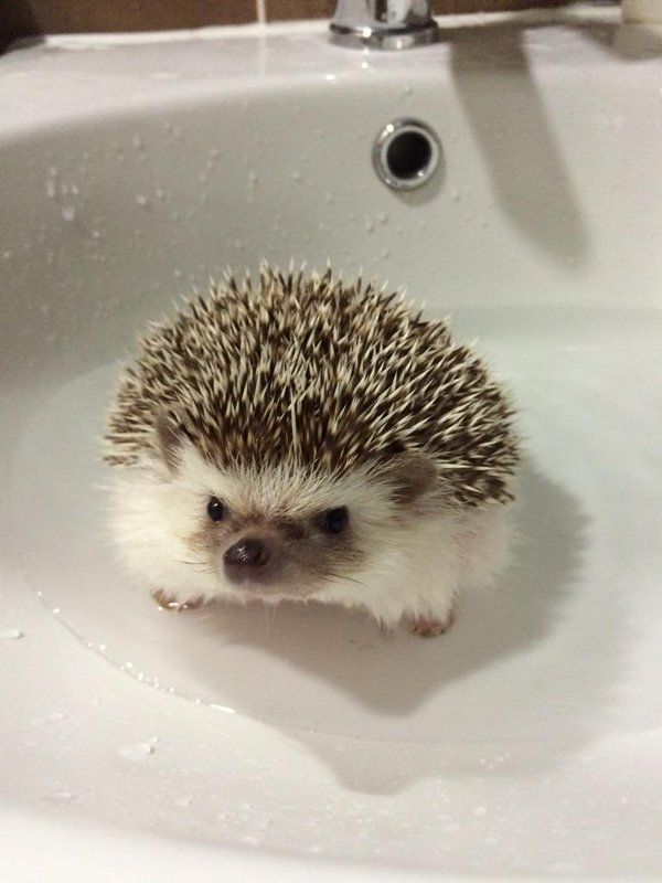 a small hedge sitting in a bathroom sink