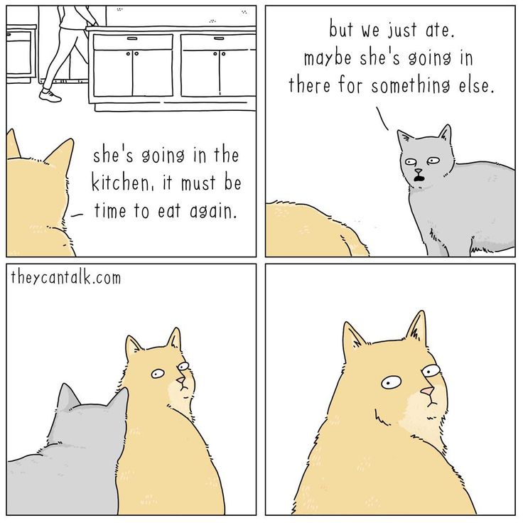 a comic strip with cats in the kitchen