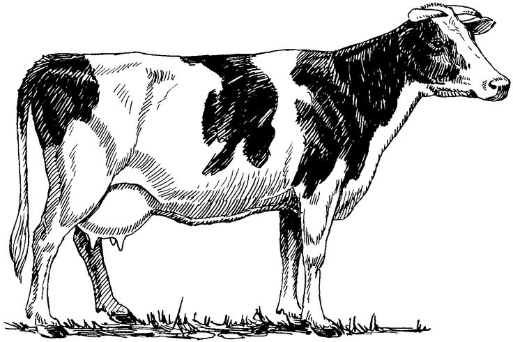 a black and white drawing of a cow standing in the grass with its tongue out