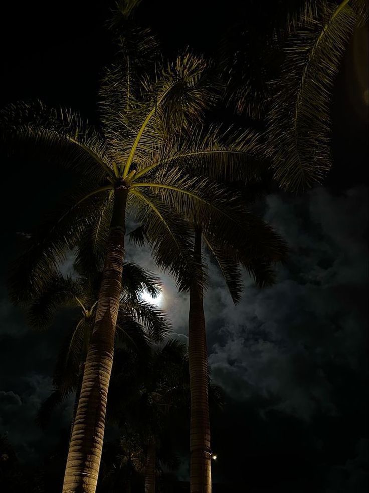 palm trees and the moon are lit up in the dark night sky with white clouds