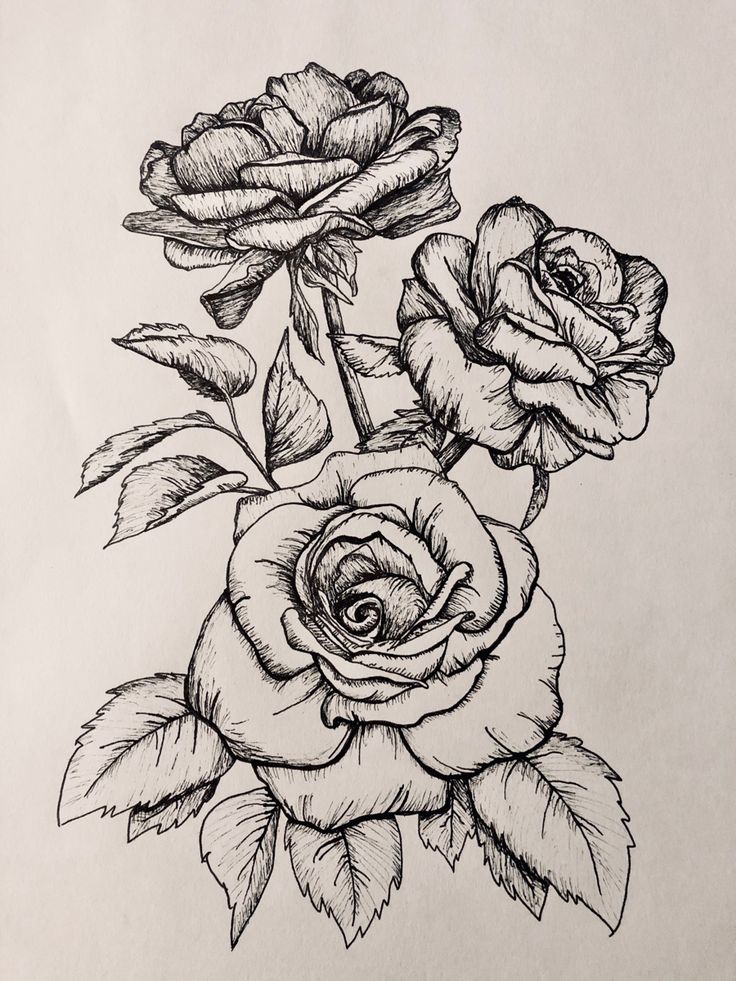 a drawing of three roses with leaves on the bottom and one flower in the middle