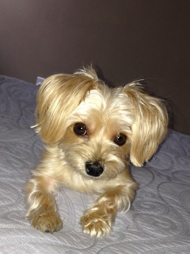 a small white dog laying on top of a bed