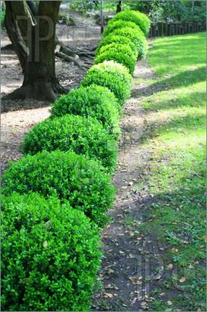 a long row of green bushes next to a tree