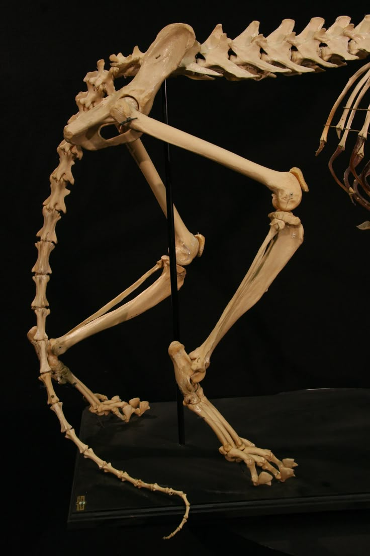 an animal skeleton is displayed on a black surface