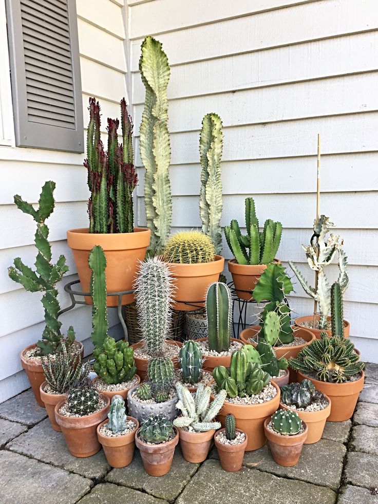 many different types of cactus in pots on the side of a house's porch