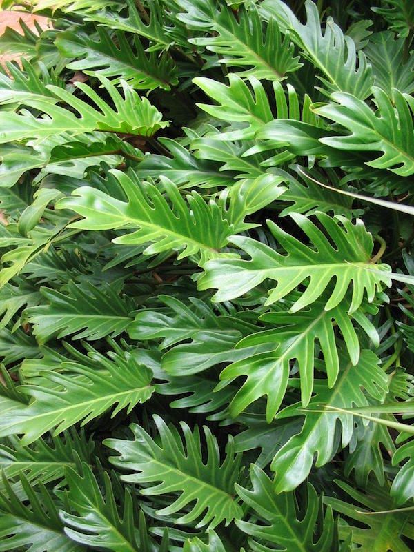 green leaves are growing on the side of a tree