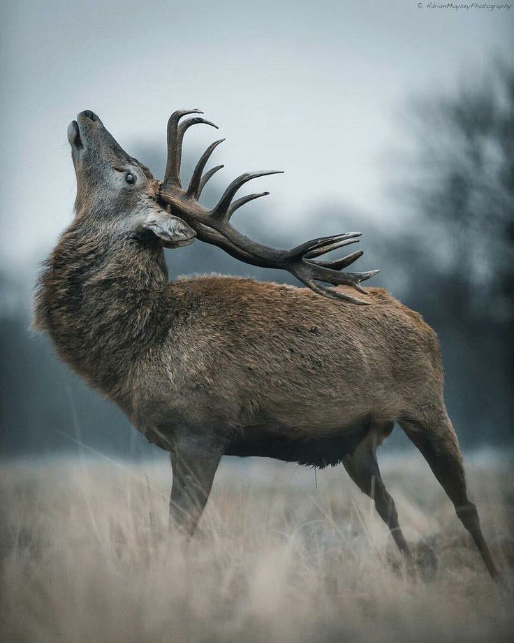 a deer with antlers on it's back standing in tall grass