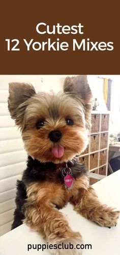 a small dog sitting on top of a white counter next to a window with the words cutest 12 yorkie mixes