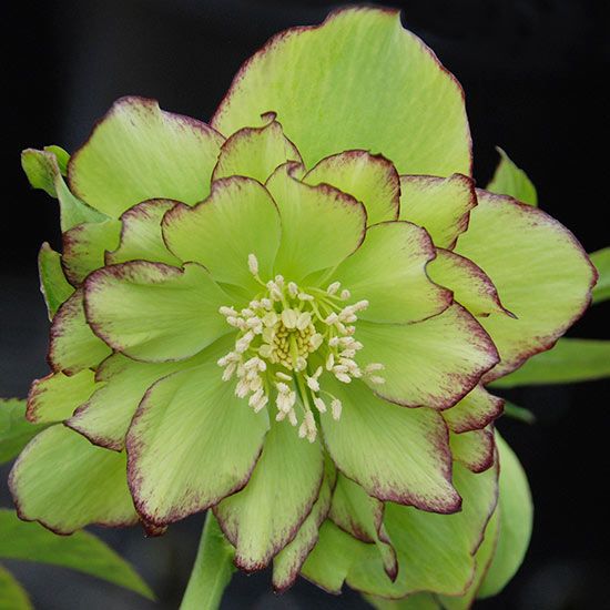 a close up of a green flower on a plant