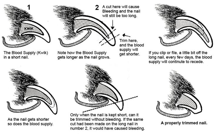 instructions for how to draw an eagle's tail