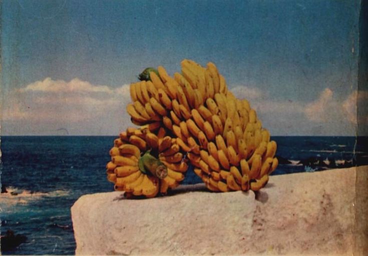 a bunch of bananas sitting on top of a rock near the ocean