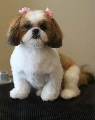 a small brown and white dog sitting on top of a table