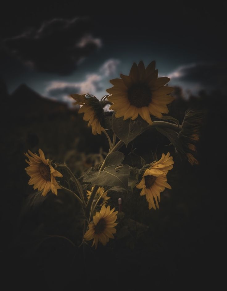 the sunflowers are blooming in the field at night