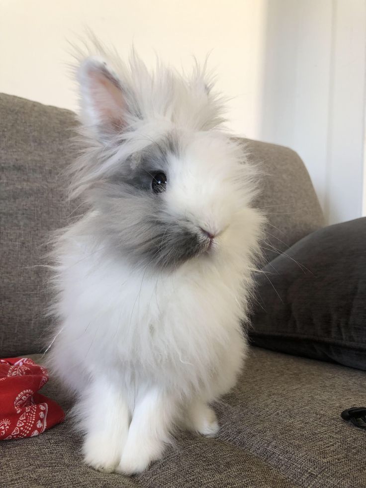 a fluffy white rabbit sitting on top of a couch