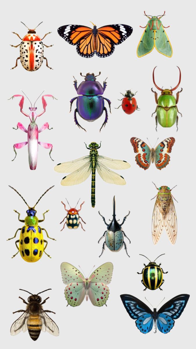 many different types of bugs on a white background