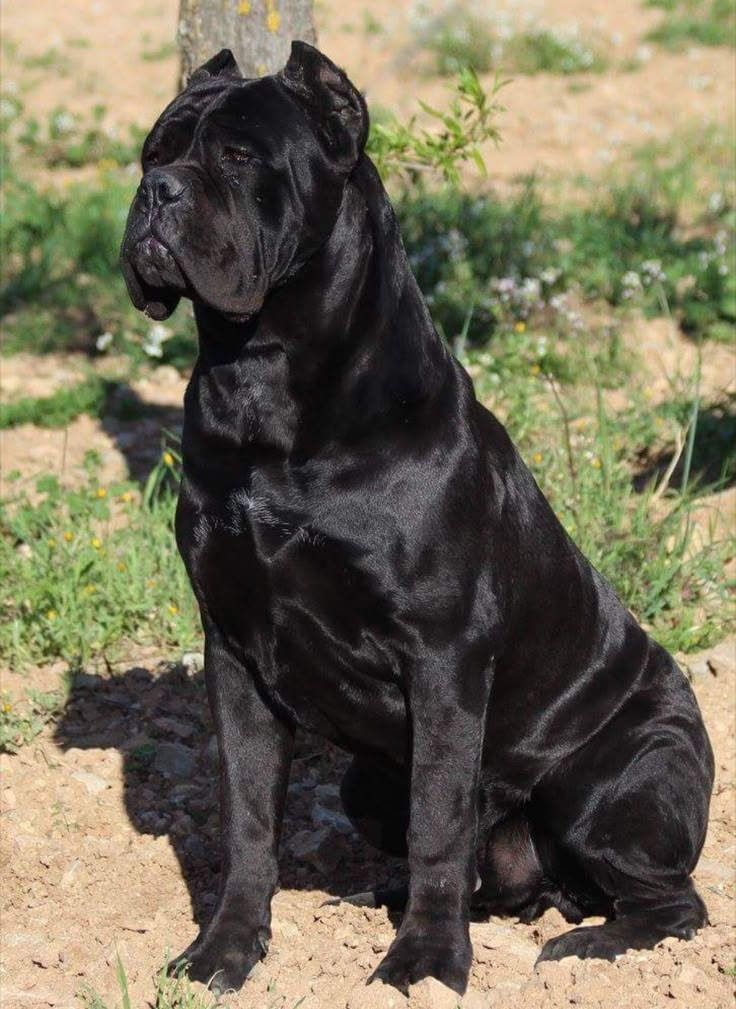 a large black dog sitting next to a tree