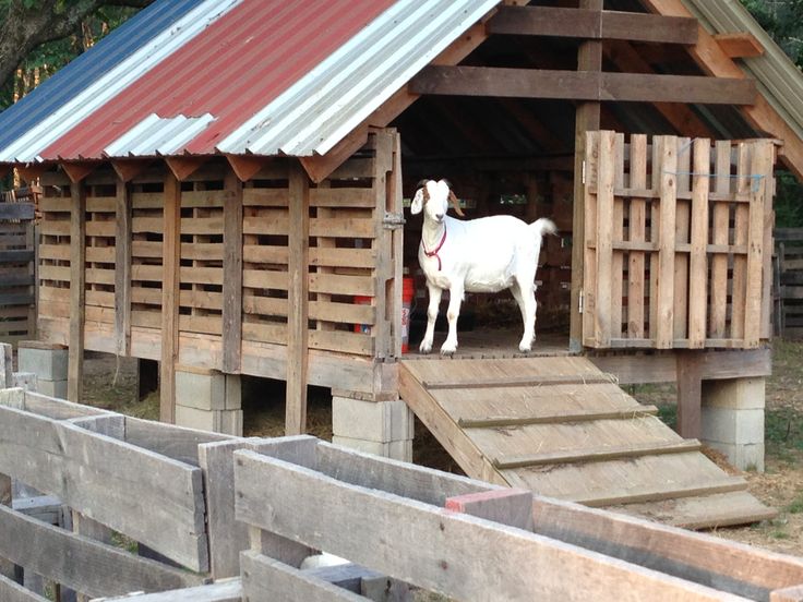 a goat standing in the doorway of a wooden building with stairs leading up to it