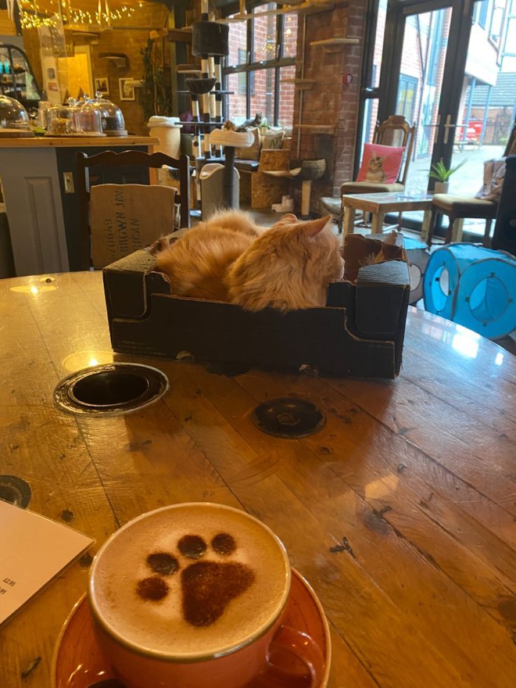 an orange cat laying in a box on top of a table next to a cup of coffee